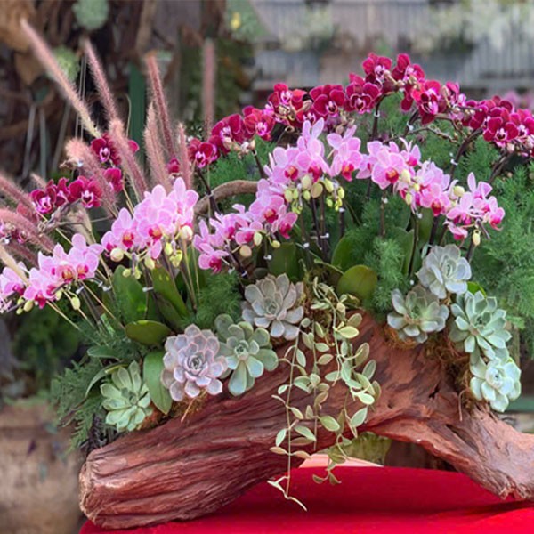 Lũa hoa Lan Hồ Điệp - 121