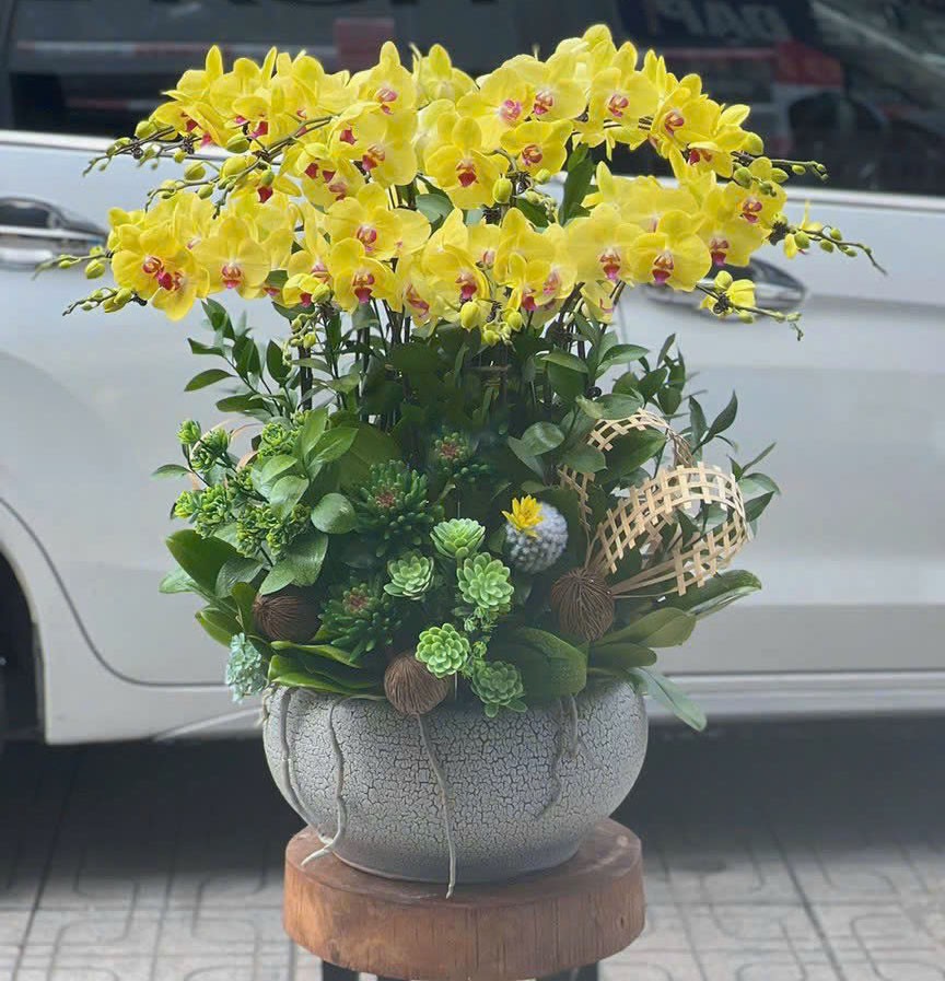 Chậu lan hồ điệp - 147