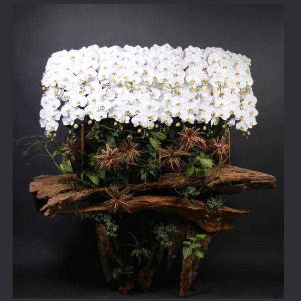 Lan Hồ Điệp- Lan Lũa 315