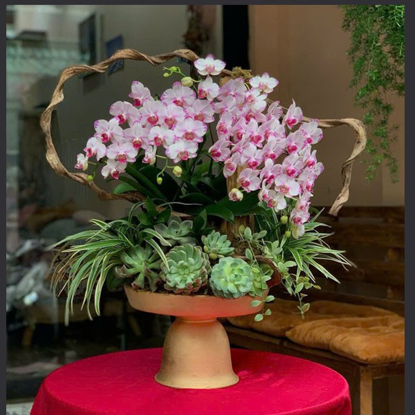 lan Hồ Điệp -Chậu Lan Nghệ Thuật - 2115