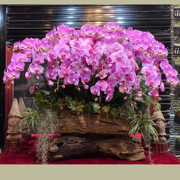 Chậu hoa lan hồ điệp -  999