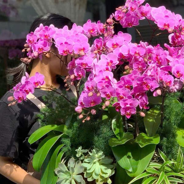 lũa hoa lan hồ điệp - 167