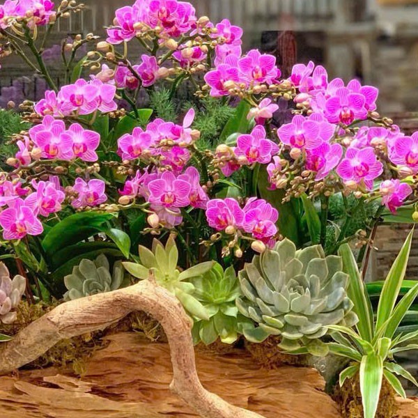 Lan hồ điệp -lua lan -23