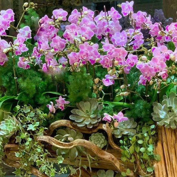 Lan hồ điệp -lua lan -22