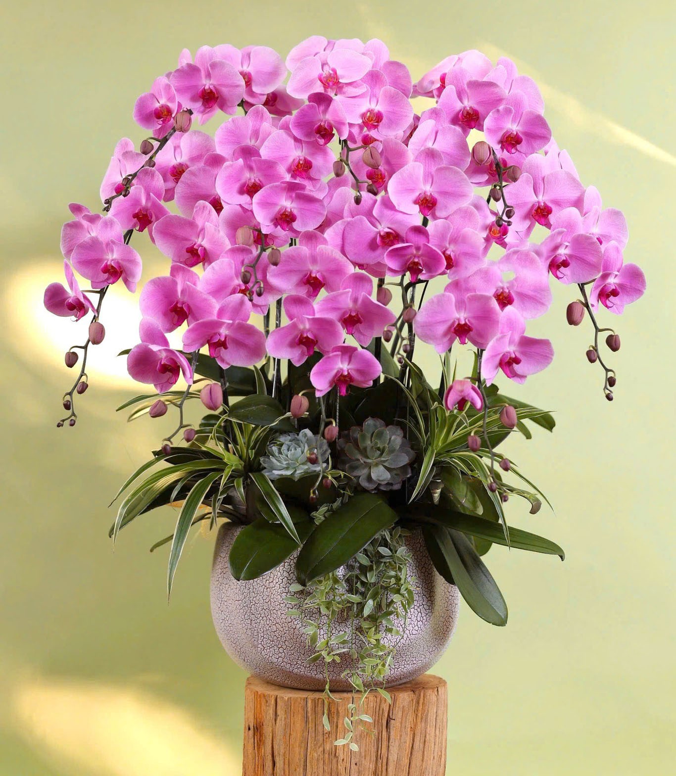  Lũa Lan Hồ Điệp  - 2225 