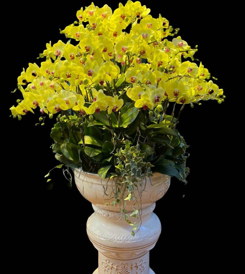 Chậu hoa lan hồ điệp - 717