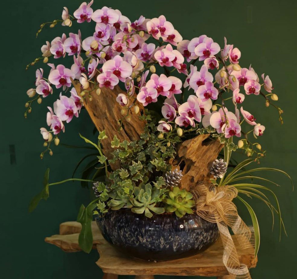 hoa lan hồ điệp  - 712