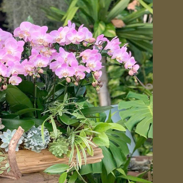 Lũa  hoa lan hồ điệp - 113