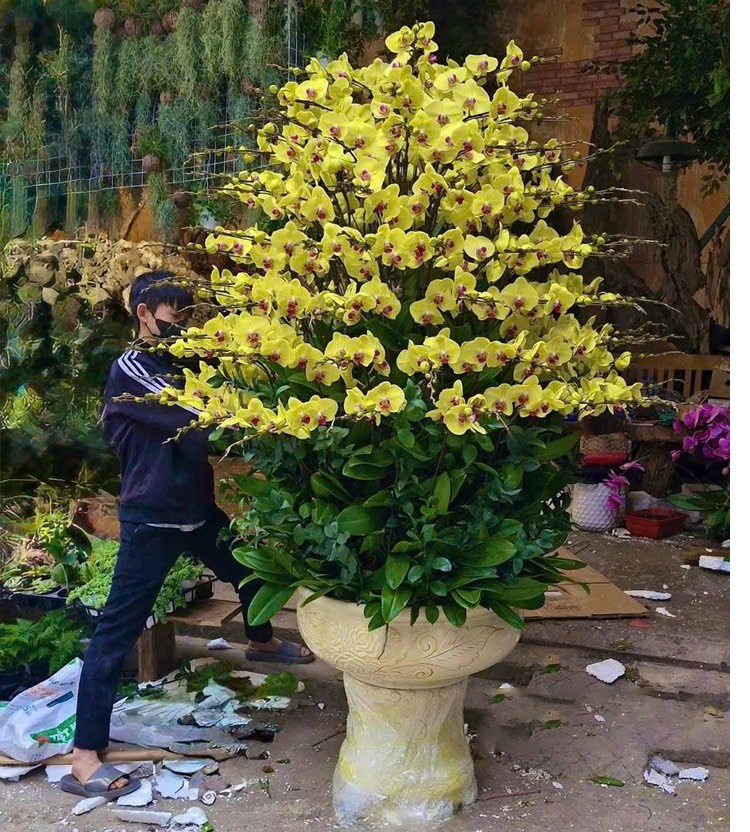  Chậu Hoa Lan Hồ Điệp - 1223 