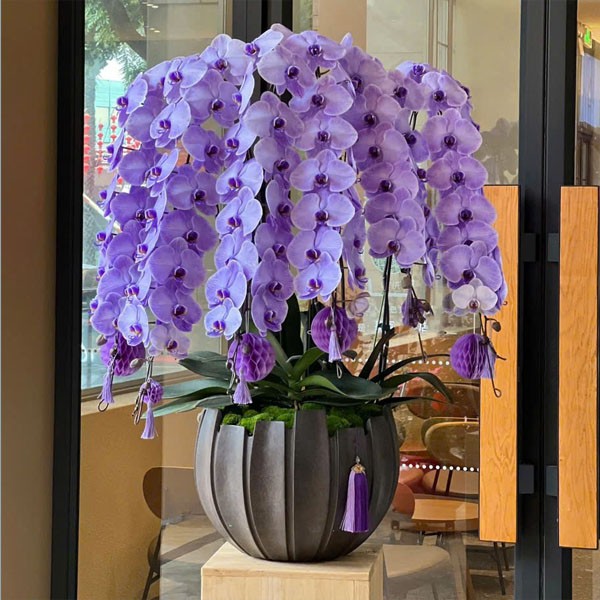 Cách chăm sóc hoa lan hồ điệp