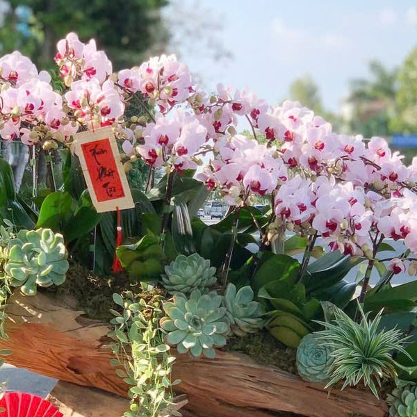 Hoa lan hồ điệp - 141