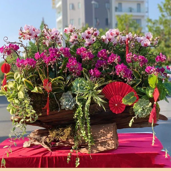 Lũa hoa lan hồ Điệp - 216