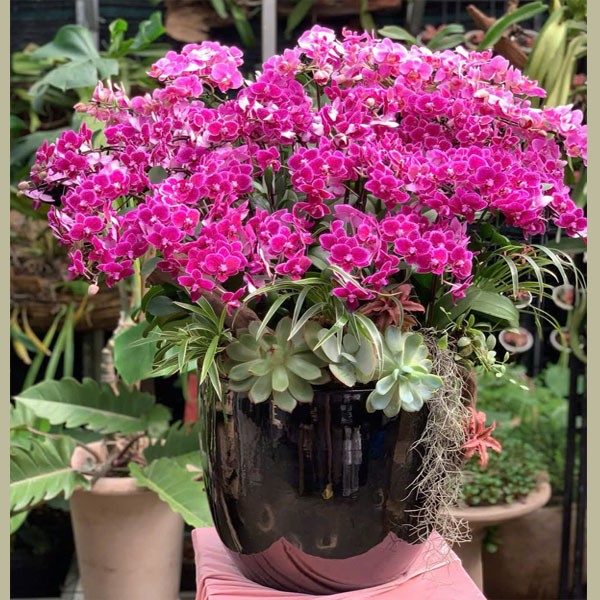 Chậu Hoa lan hồ điệp -132