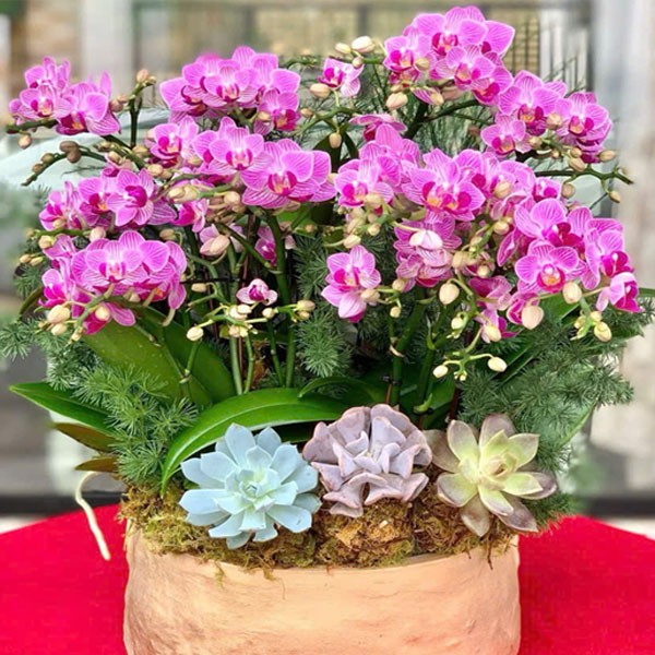 Chậu hoa lan hồ điệp - 131