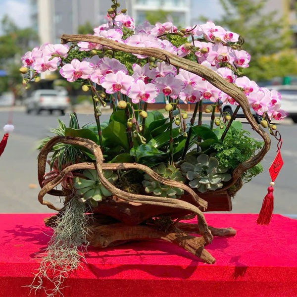 Lũa hoa lan hồ điệp - 125