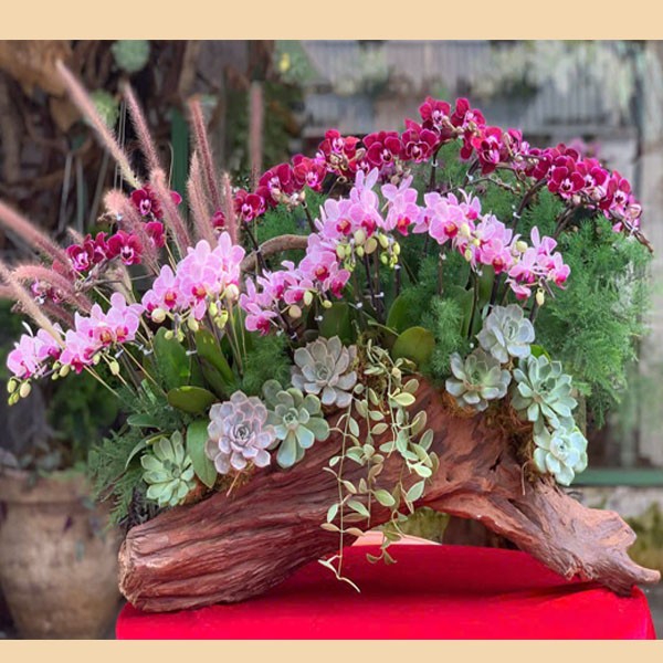 Lũa hoa Lan Hồ Điệp - 121