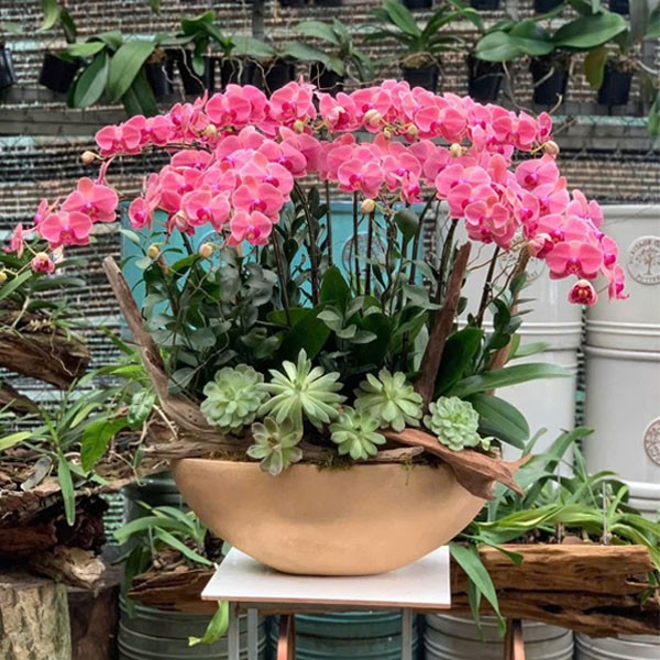 Chậu  hoa Lan Hồ Điệp - 122