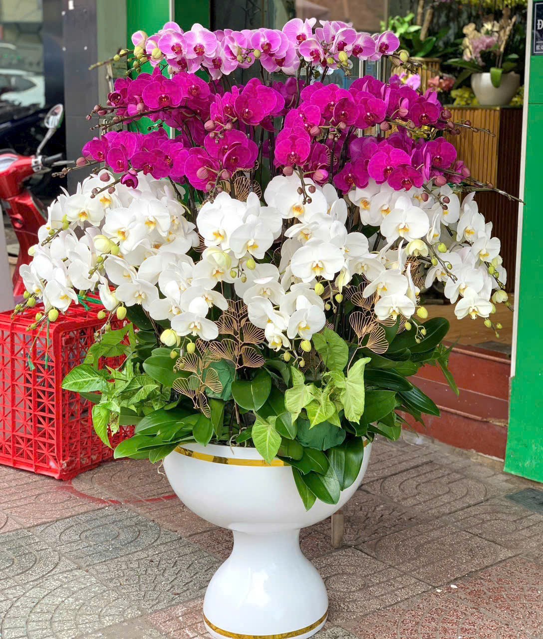 Chậu Hoa Lan Hồ Điệp - 930