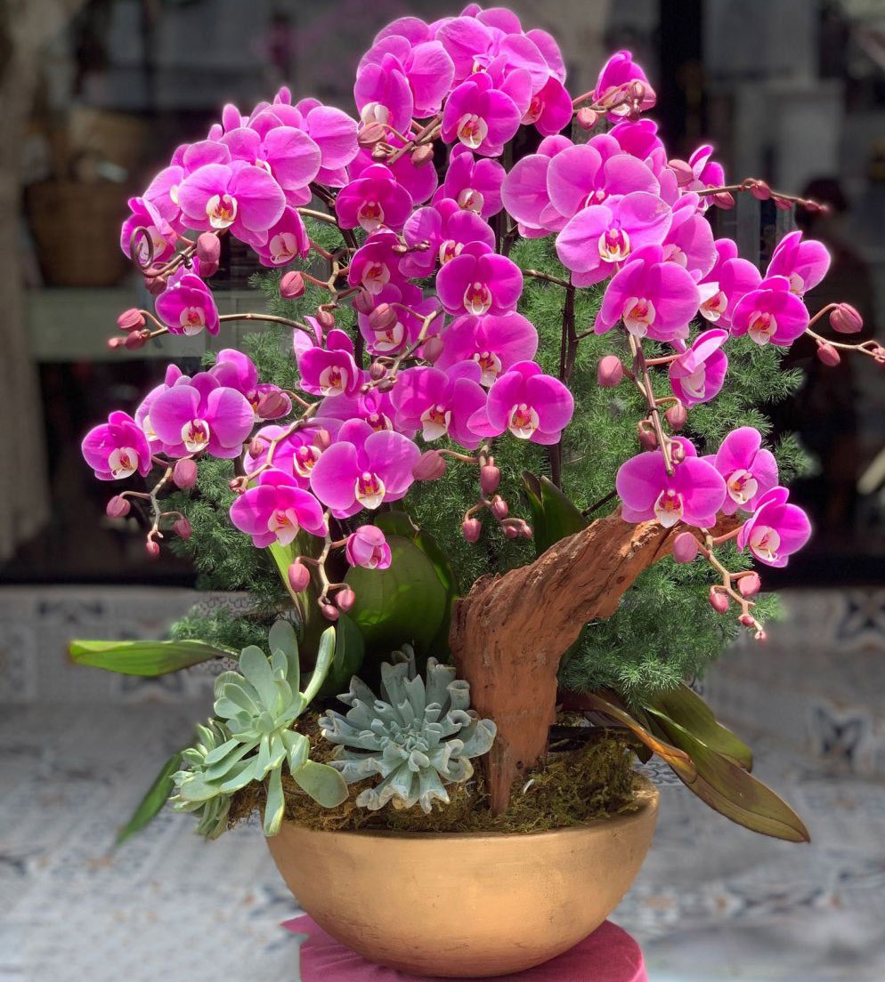 Lũa Lan Hồ Điệp  - 811