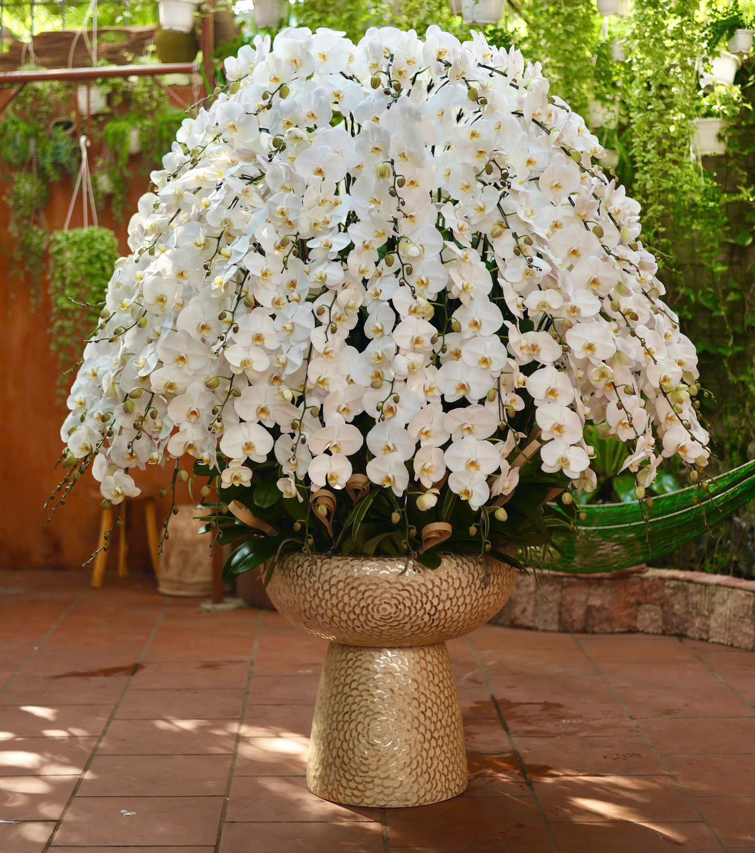 Chậu hoa lan hồ điệp - 151