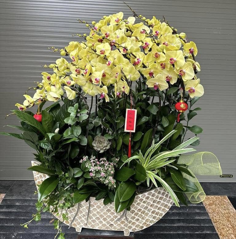 Chậu Hoa lan hồ điệp - 150