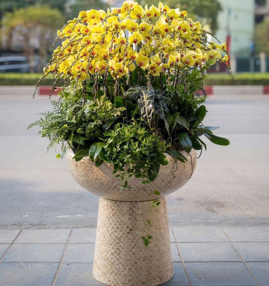 Chậu hoa lan hồ điệp - 152