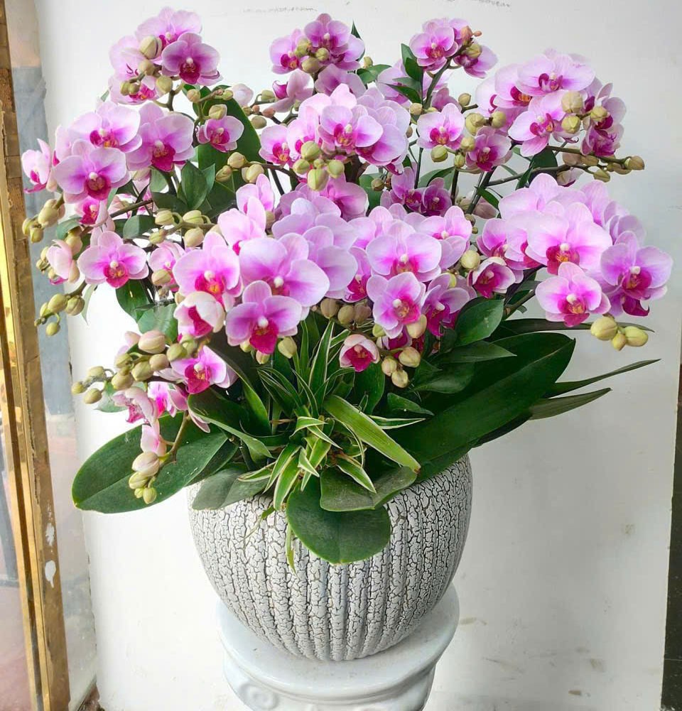 Chậu hoa lan hồ điệp - 124