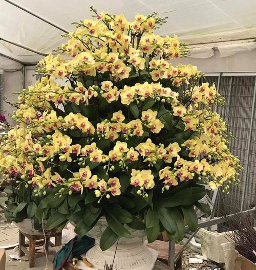 Chậu hoa lan  vip -121