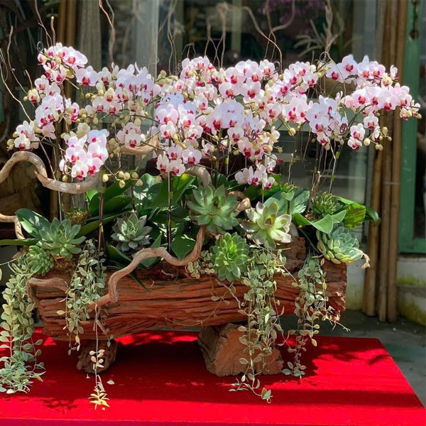 Lũa hoa lan hồ điệp - 129