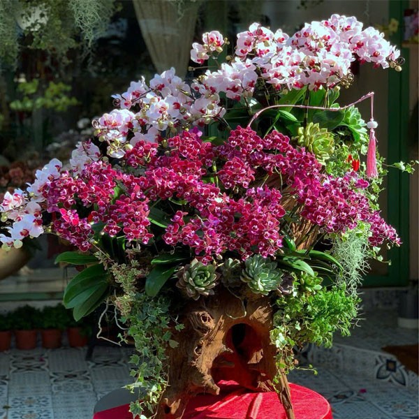 Lan Hồ Điệp - lũa lan 316