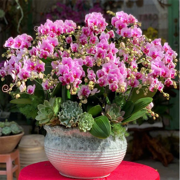 Lan Hồ Điệp - Chậu Lan 216