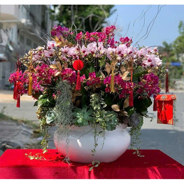 Lan Hồ Điệp - Chậu Lan 212