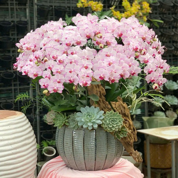 Lan Hồ Điệp - Chậu Lan 211