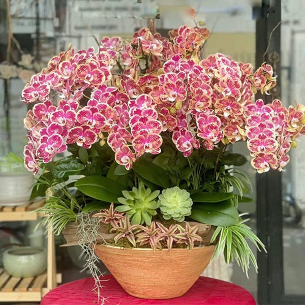 Lan Hồ Điệp - Chậu Lan 210