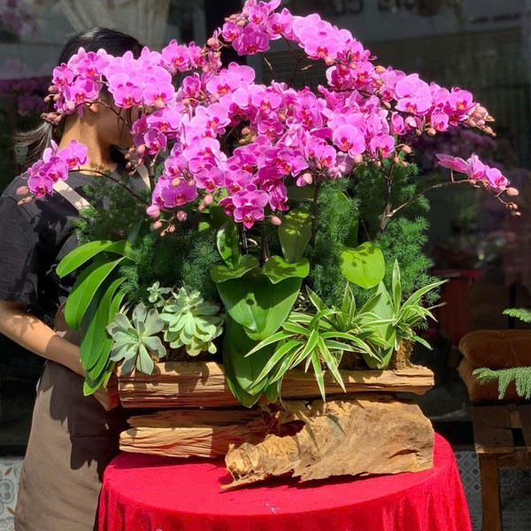 lũa hoa lan hồ điệp - 167