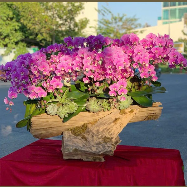 lũa hoa lan hồ điệp - 138