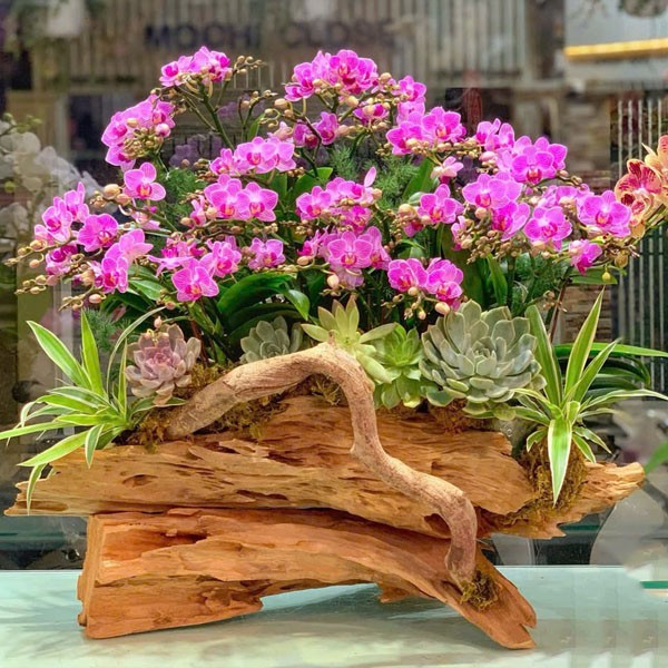 Lan hồ điệp -lua lan -23