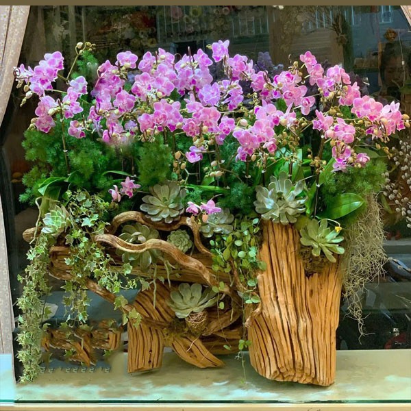 Lan hồ điệp -lua lan -22