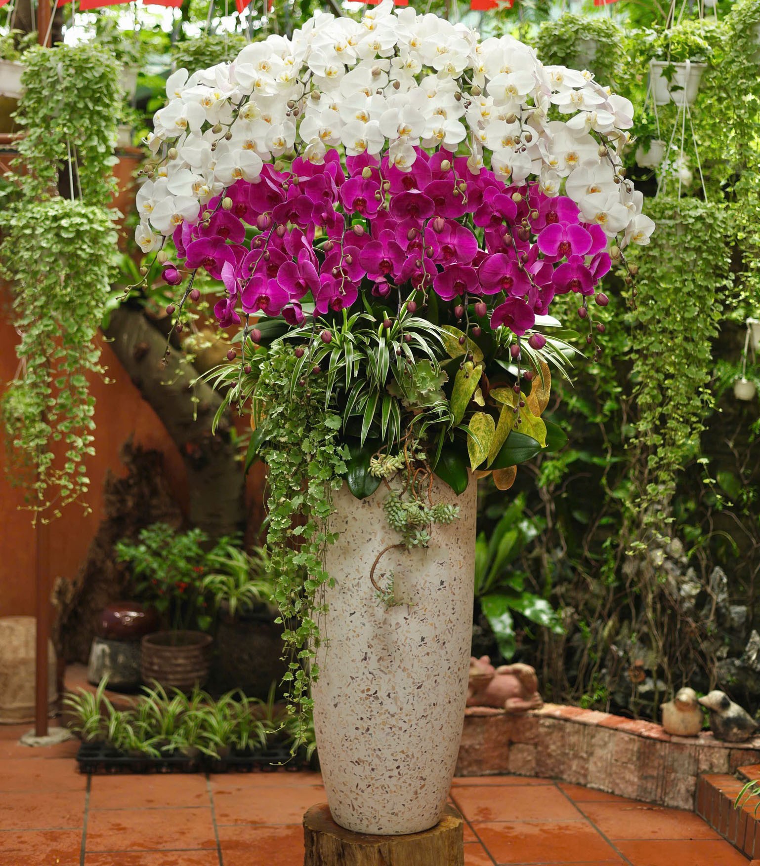 Lũa Lan Hồ Điệp  - 2227