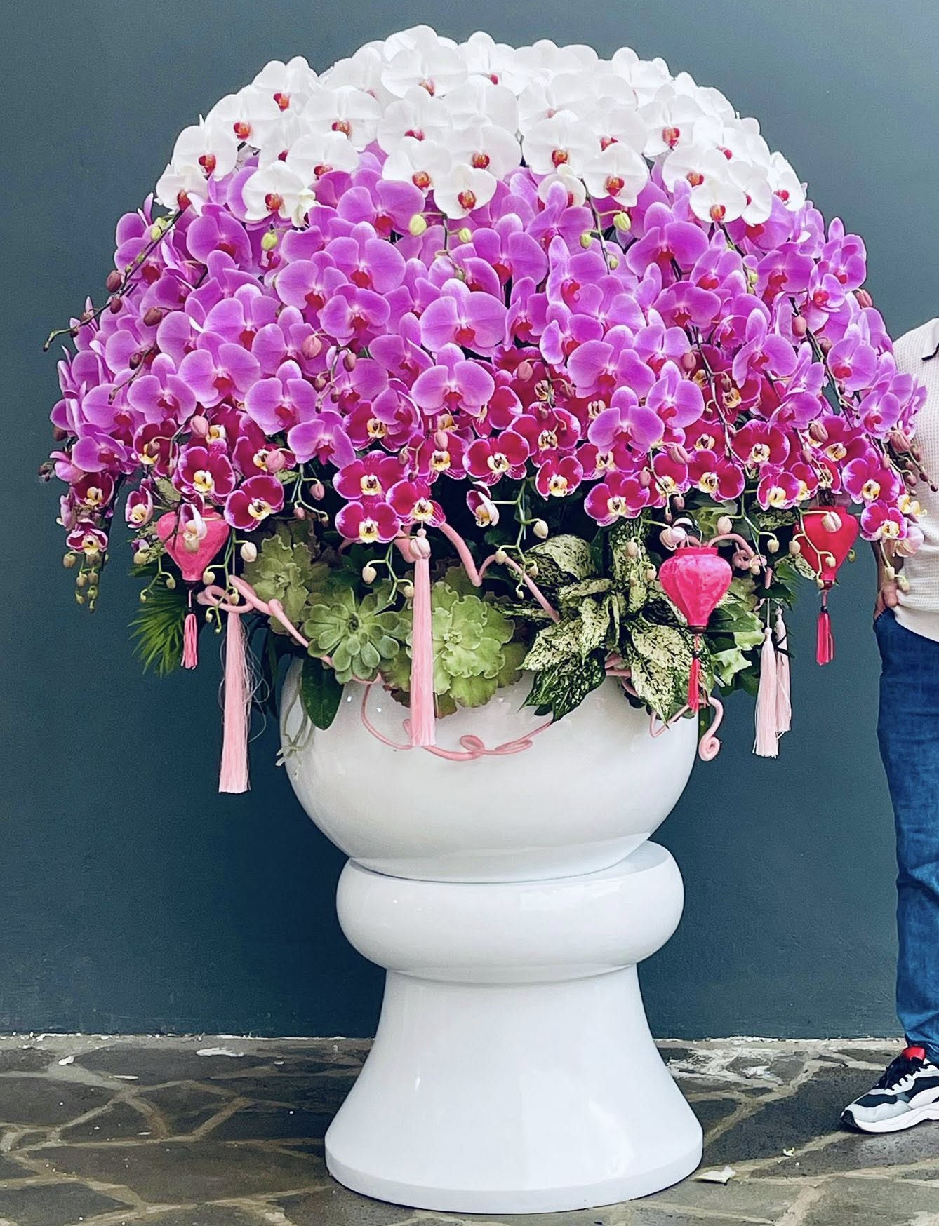 Chậu Lan Hồ Điệp  - 821