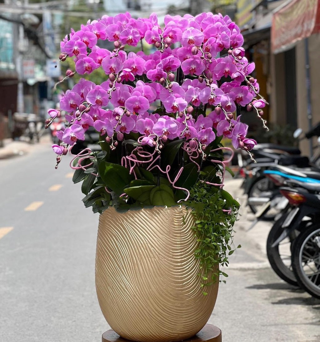 Lũa Lan Hồ Điệp  - 628