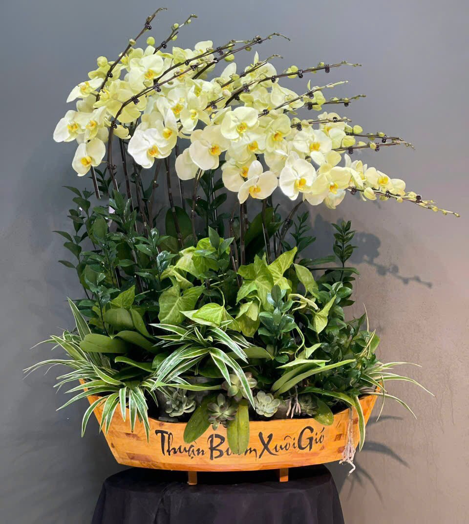 Lũa Lan Hồ Điệp  - 626