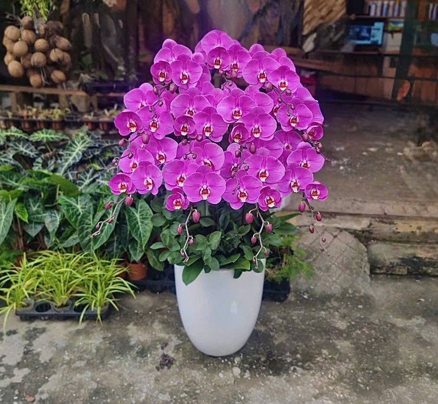 Lũa Lan Hồ Điệp  - 625