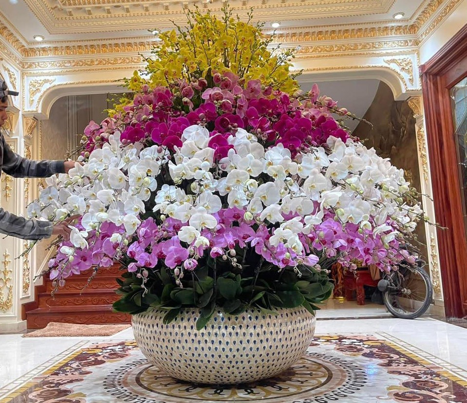 Chậu hoa lan hồ điệp vip 200 cành