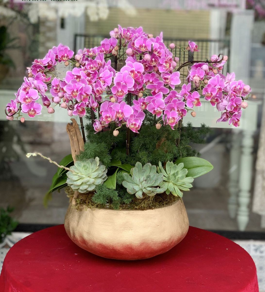 Chậu hoa lan hồ điệp - 819