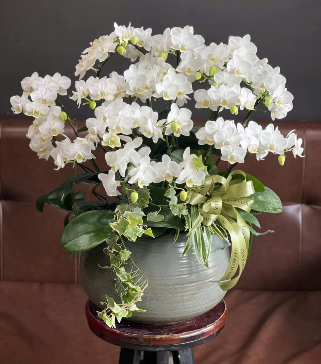 Chậu hoa lan hồ điệp