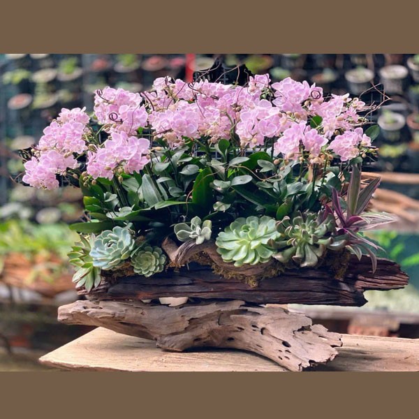 lũa hoa lan hồ điệp hồng