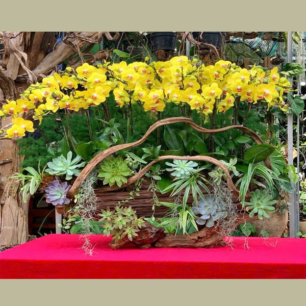 lũa hoa lan hồ đệp -l115