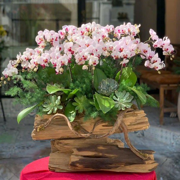 lũa hoa lan hồ điệp - 131