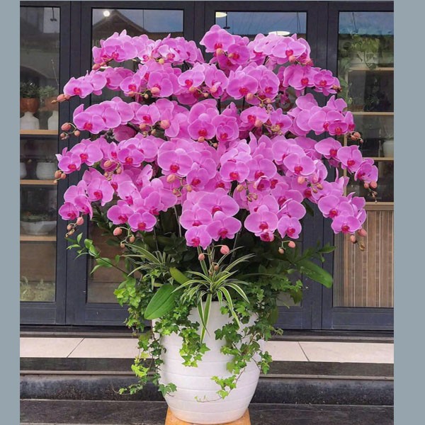 Chậu hoa lan hồ điệp - 135